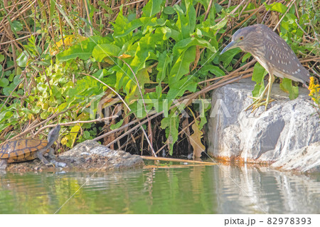 ホシゴイ対イシガメのにらみ合い 82978393