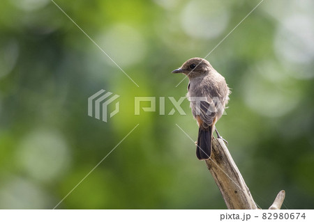 Image of Asian Brown Flycatcher (Muscicapa dauurica) on branch on nature background. Bird. Animals. 82980674