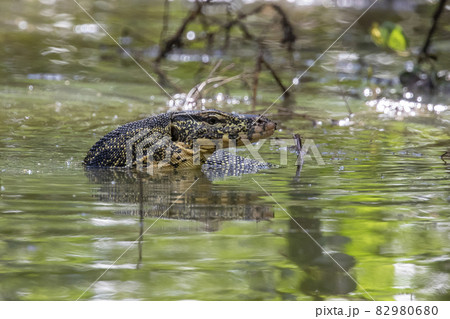 An Asian water monitor(Varanus salvator) is swimming on the river. Animals. Reptiles. 82980680