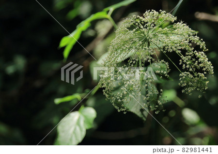 自然・植物 82981441