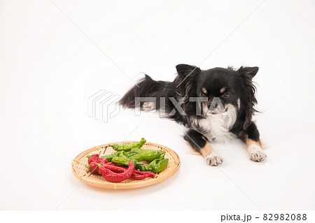犬が食べてはいけない唐辛子と獅子唐と黒いロングコートチワワ 犬が食べてはいけない唐辛子と獅子唐と黒いロングコートチワワ 82982088