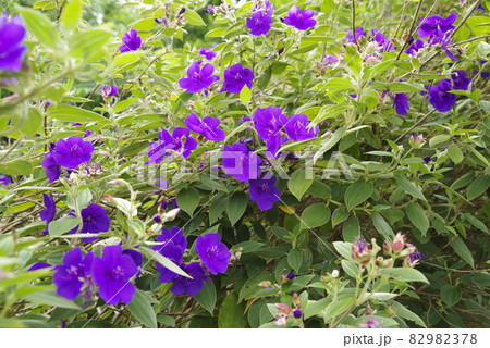 紫色のシコンノボタンの花が咲いています。学名はTibouchina urvilleanaです。 紫色のシコンノボタンの花が咲いています。学名はTibouchina urvilleanaです。 82982378