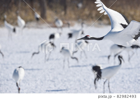 給餌場から飛び立つタンチョウ(北海道・鶴居) 給餌場から飛び立つタンチョウ(北海道・鶴居) 82982493
