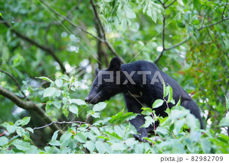 野生のツキノワグマ 82982709