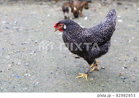 The black hen is stay and releax on floor in garden The black hen is stay and releax on floor in garden 82982853