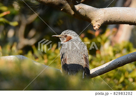 ひよどり ひよどり 82983202