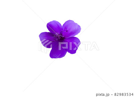 白い背景の前にシコンノボタンの花があります。 白い背景の前にシコンノボタンの花があります。 82983534