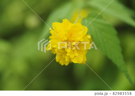 この黄色の花の名前はヤマブキです。 82983558