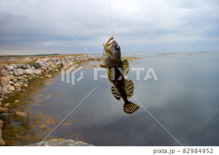sea fishing the Arctic circle sea fishing the Arctic circle 82984952
