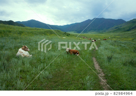 cows in Altai mountains grazing cows in Altai mountains grazing 82984964