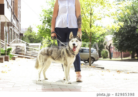 Young beautiful curvy woman walking her cute furry siberian husky dog on city streets. Female in blue jeans and white cotton blouse with funny pet sticking tongue out. Background, copy space, close up 82985398