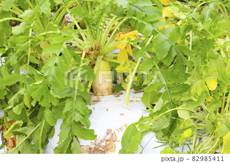 大根畑(土に埋まる大根)　 82985411