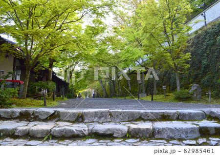 5月の早朝に訪ねた京都市大原三千院参道の新緑が幻想的 5月の早朝に訪ねた京都市大原三千院参道の新緑が幻想的 82985461