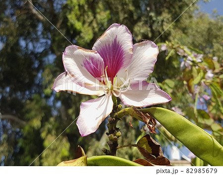 the orchid tree Bauhinia variegata is a species of flowering plant in the legume family Fabaceae 82985679