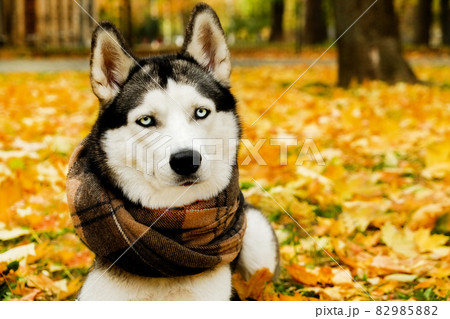 Husky dog at park in autumn. 82985882