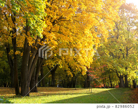 autumn park with maple trees. yellow and green foliage at sunny day. beautiful colorful autumn park 82986052
