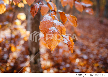 autumn leaves in ice . first frost 82986549