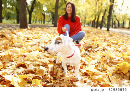 Funny jack russell terrier dog in autumn park. Funny jack russell terrier dog in autumn park. 82986636