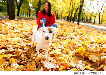 Funny jack russell terrier dog in autumn park. Funny jack russell terrier dog in autumn park. 82986640