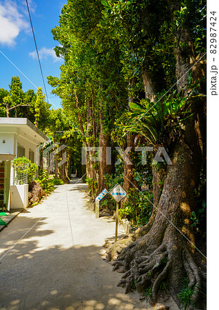 沖縄県国頭郡本部町 備瀬のフクギ並木と夫婦福木 沖縄県国頭郡本部町 備瀬のフクギ並木と夫婦福木 82987424