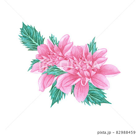 dahlia autumn flowers on an isolated white background, watercolor illustration, botanical painting, wedding bouquet 82988459