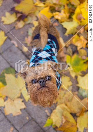 Dog of the Brussels Griffon breed  among autumn leaves 82988849