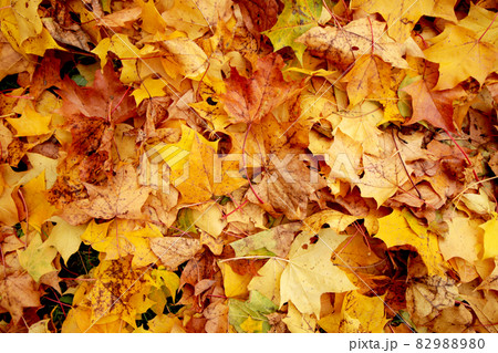 autumn maple tree leaves background autumn maple tree leaves background 82988980