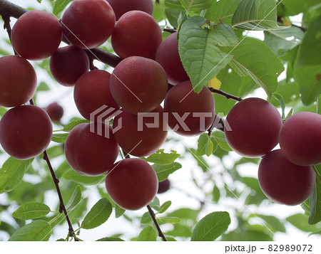 There are a lot of ripe cherry plums on the branch. Ripe fruit close-up. 82989072