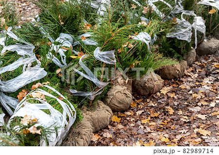 Row of many thuja or cedar wrapped tree aaplings delivering from plant nursery and seedlings for gardening city park or house garden. Lanscaping design replanting city street. Seasonal transplantation Row of many thuja or cedar wrapped tree aaplings delivering from plant nursery and seedlings for gardening city park or house garden. Lanscaping design replanting city street. Seasonal transplantation 82989714
