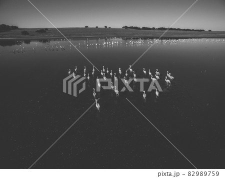 Flamingos flock in a lagoon habitat, Patagonia, Argentina 82989759