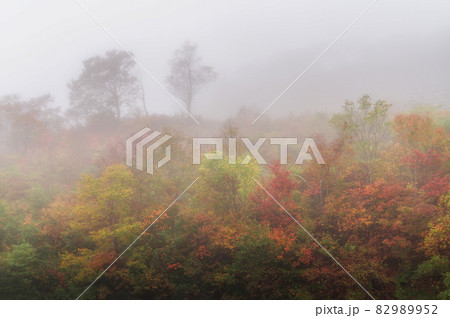 福島県 磐梯吾妻スカイラインの紅葉 福島県 磐梯吾妻スカイラインの紅葉 82989952