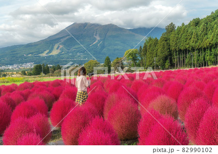福島県　猪苗代ハーブ園のコキア 82990102