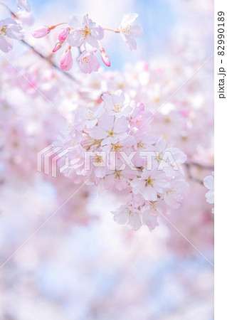 さくらの花 82990189