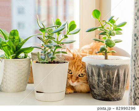 Cute ginger cat hiding on window sill among flower pots with houseplants. Fluffy domestic animal near succulent Crassula plants. Cozy home lit with sunlight. 82990296