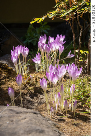 イヌサフラン 82990320