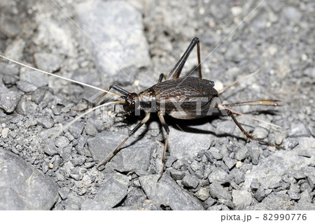 スズムシ スズムシ 82990776