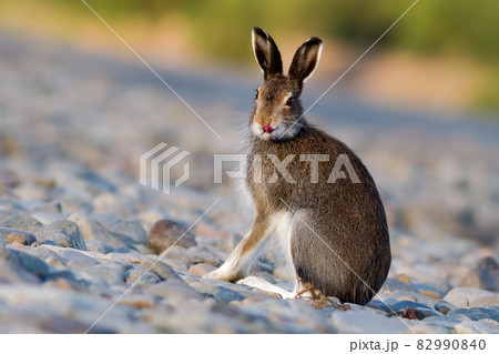 Hare (Lepus timidus) shows tongue. Hare (Lepus timidus) shows tongue. 82990840