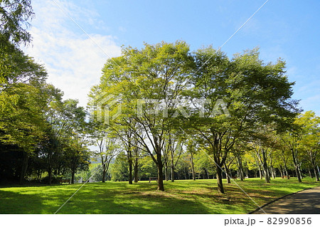 初秋の公園 色づく雑木 初秋の公園 色づく雑木 82990856