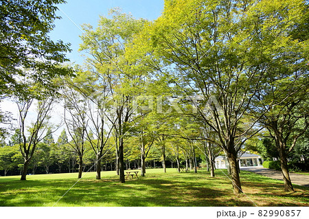 初秋の公園 色づく雑木 初秋の公園 色づく雑木 82990857