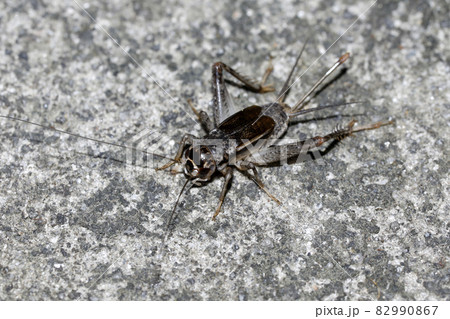 ツヅレサセコオロギ♀ 82990867