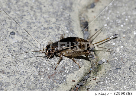 ツヅレサセコオロギ♀ 82990868