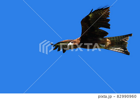 青空に舞うトンビ 82990960