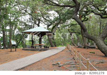 静岡県 三保の松原 松林 静岡県 三保の松原 松林 82991279