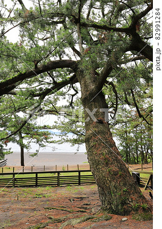 静岡県　三保の松原　松林　タテ位置 82991284