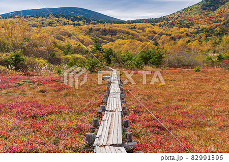 (福島県) 草紅葉が美しい 浄土平湿原 (福島県) 草紅葉が美しい 浄土平湿原 82991396