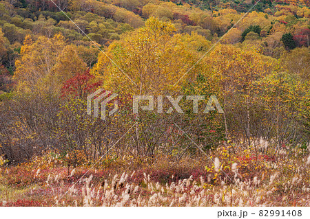 (福島県) 草紅葉が美しい 浄土平湿原 (福島県) 草紅葉が美しい 浄土平湿原 82991408