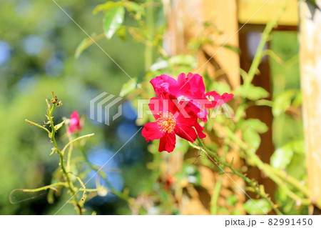 バラの花 ドルトムント バラの花 ドルトムント 82991450