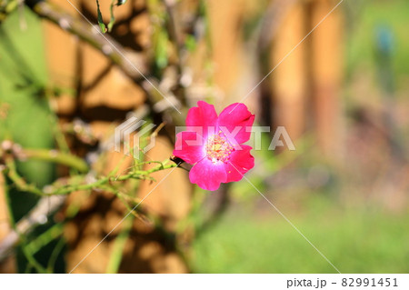 バラの花 ドルトムント バラの花 ドルトムント 82991451