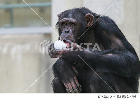 チンパンジー チンパンジー 82991744