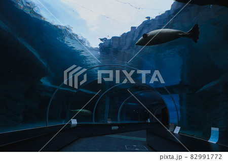 ゴマフアザラシ 82991772